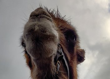 Soutěž pro koledníky