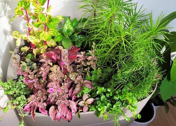 Kvítí v domě, to je pro mě